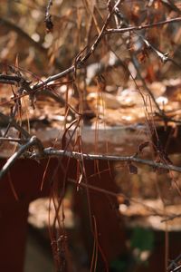 Close-up of dry twigs on branch