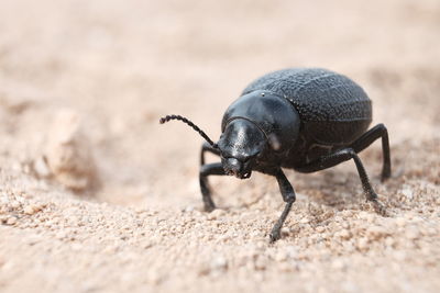 Close-up of insect on land