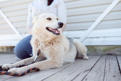 Dog sitting on wood