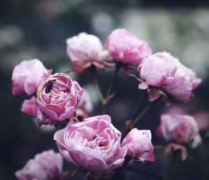 Close-up of pink roses