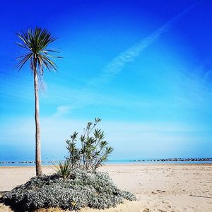 Palm trees on beach