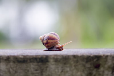 Close-up of snail