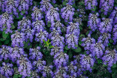 Close-up of purple flowering plants in park