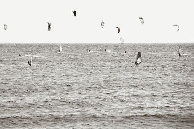 Birds flying over sea against clear sky