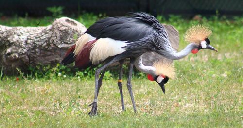 View of birds on field