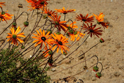 High angle view of orange flowering plants