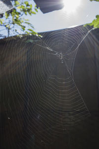 Close-up of spider web