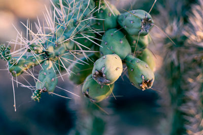 Close-up of prickly pear cactus