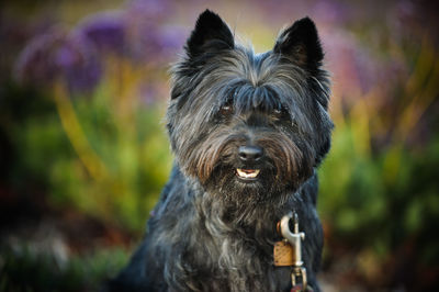 Close-up portrait of dog