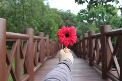 Low section of woman with red flower