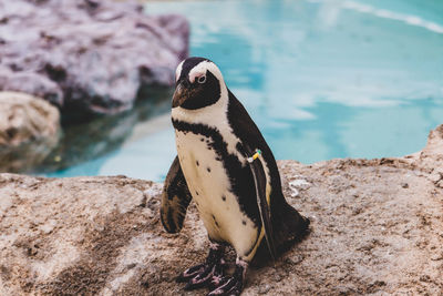 Close-up of bird perching on rock