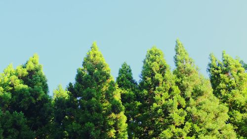 Low angle view of trees against sky