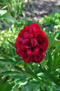 Close-up of red flower blooming outdoors