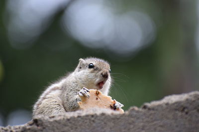 Close-up of squirrel