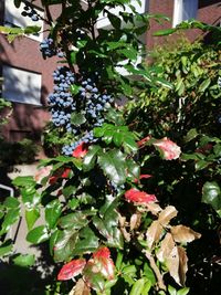 Close-up of flowering plant