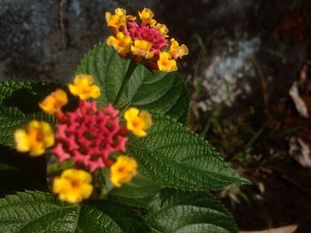 Close-up of yellow flowers