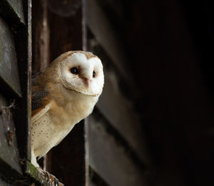 Low angle view of owl perching on metal