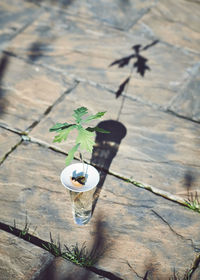 High angle view of potted plant on table