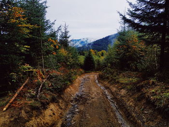 Scenic view of trees in forest against sky