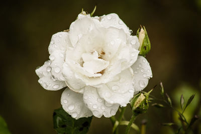 Close-up of water drops on rose