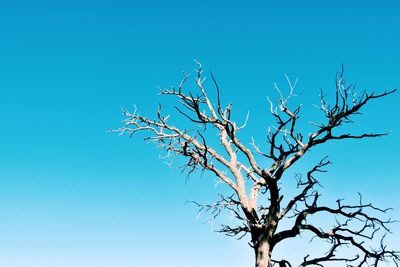 High section of bare tree against clear blue sky