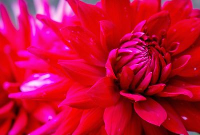 Close-up of pink flower