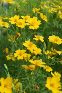 Close-up of yellow flowers