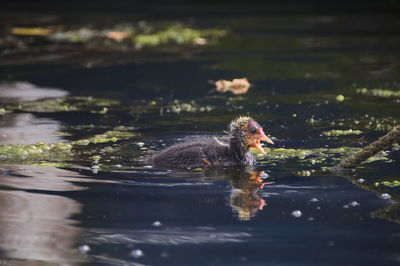 Eurasian coot chuck on lake