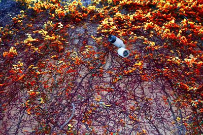 High angle view of orange leaves