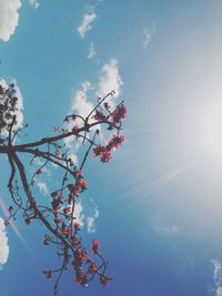 Low angle view of trees against sky