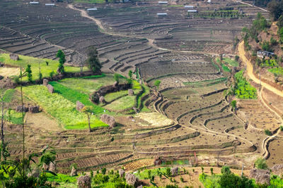 High angle view of agricultural field