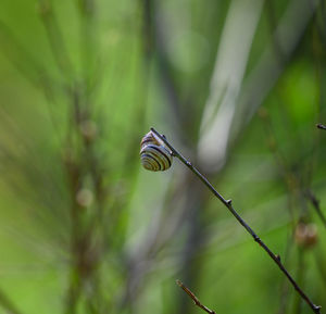 Close-up of leaf