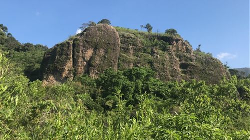 Low angle view of trees on rock against sky