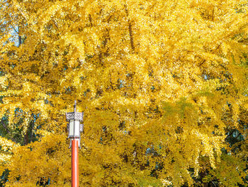 Low angle view of yellow trees and plants during autumn