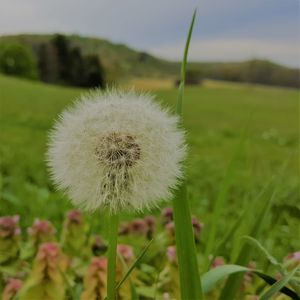 Close-up of flower growing in field