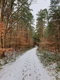 Road amidst trees in forest during winter