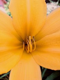 Close-up of orange day lily blooming outdoors