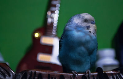 Close-up of parrot perching on wood