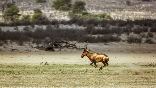 Horse standing on field