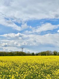 Scenic view of oilseed rape field against sky