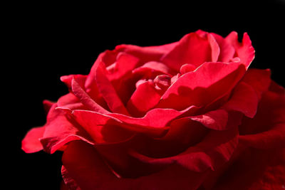 Close-up of red rose against black background