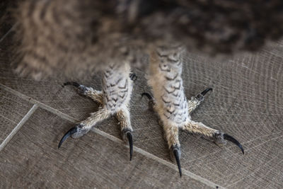 Close-up of spider