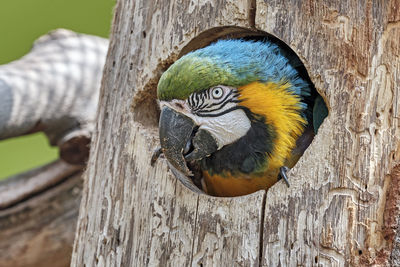 Close-up of parrot perching on tree trunk