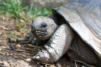 Close-up of a turtle in a field