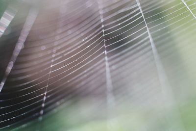 Full frame shot of spider web