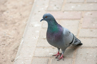 Close-up of bird perching on retaining wall