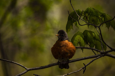 Close-up of bird perching on branch