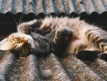 Close-up of a cat