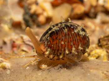 Close-up of caterpillar on sea