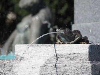 Close-up of bird on water